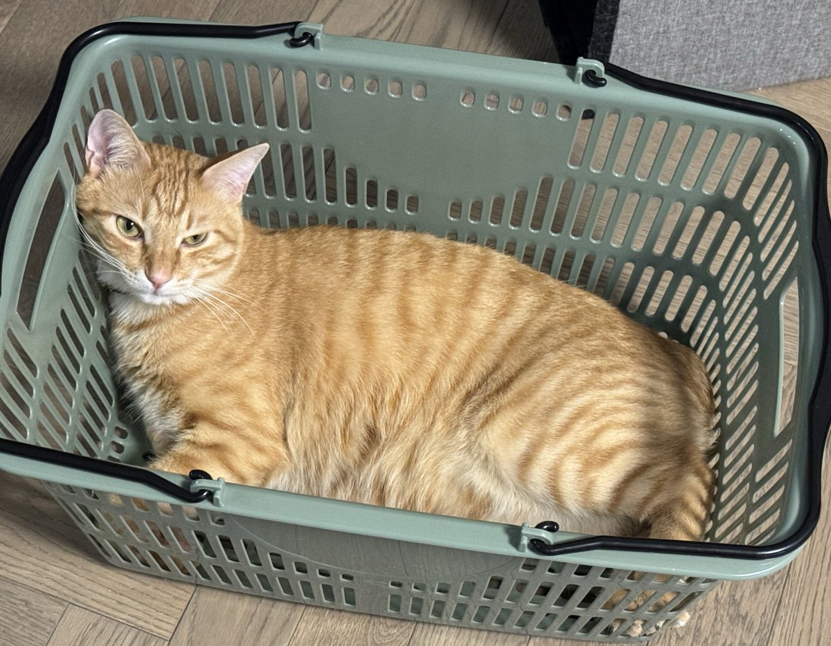 こん様✨️専用ページ ぬこー様ちゃん@ロードバイク狂 (@nukosama) / Posts / X