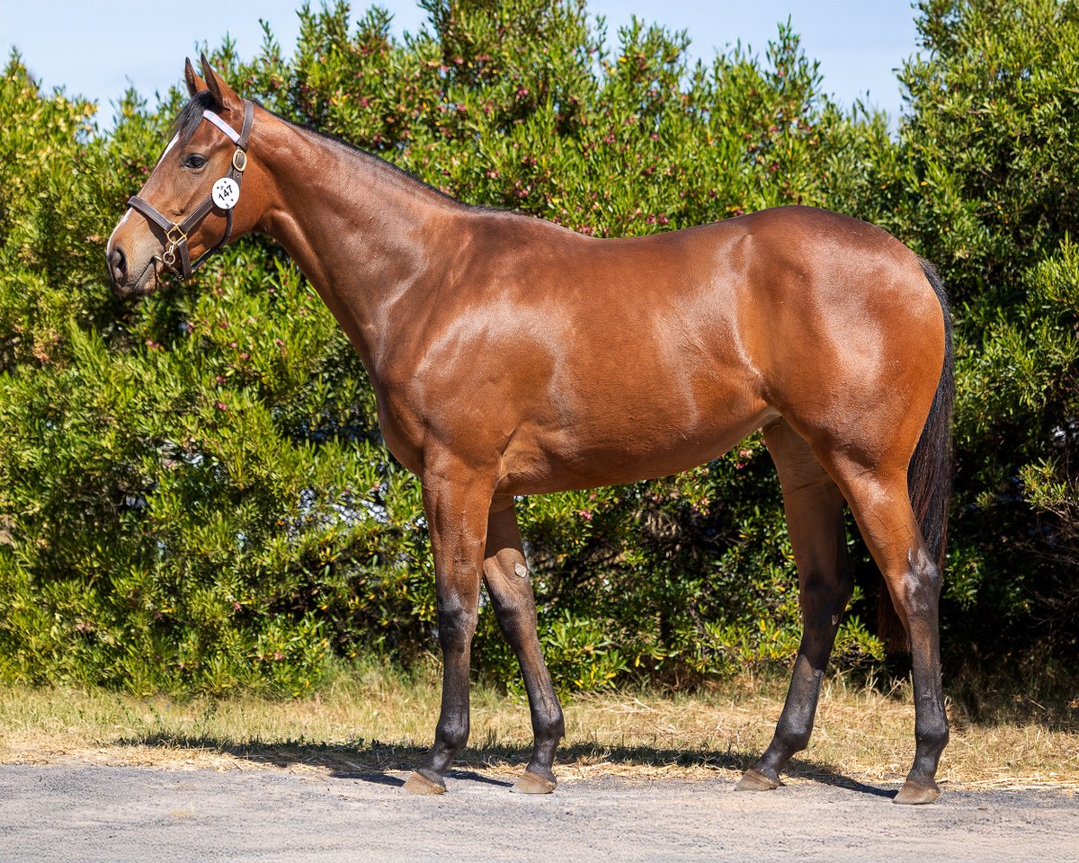 LOT 147 – GALLIC FLIGHT - Bay Filly
Vercingetorix x Flight Zone (Jet Master)
SOLD R1,000,000
Hopes And Dreams Stud (As Agent)

#TYS2025