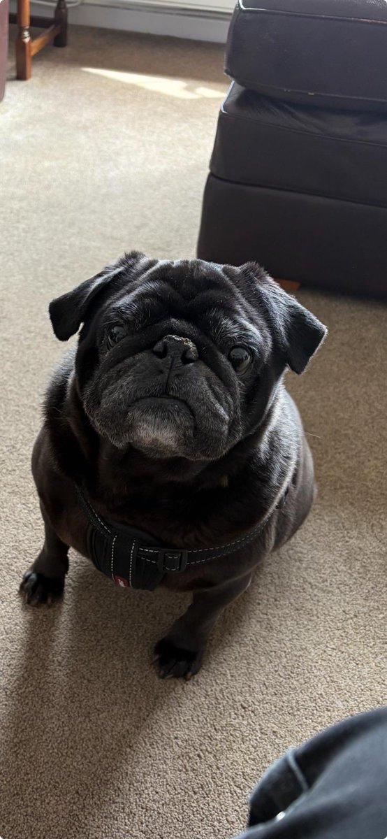 Poor Ben fireworks driving him crazy