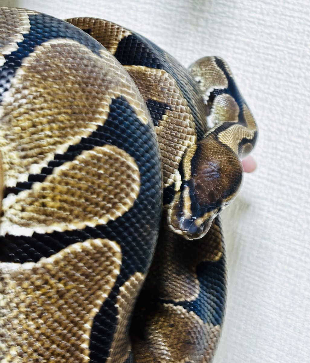 choco_python's tweet image. æ©æã«ðžã¡ããã
ð©ãããã®ã§æ©éãæž
æð§¹ç¬
ãæ©å«ãã§ã³ã§ãããð
ð
ãšã·ãšã·ããã®æéŠã«å·»ããŠæ®åœ±ð·
ãã£ã¡ãéããŠç²ãããð