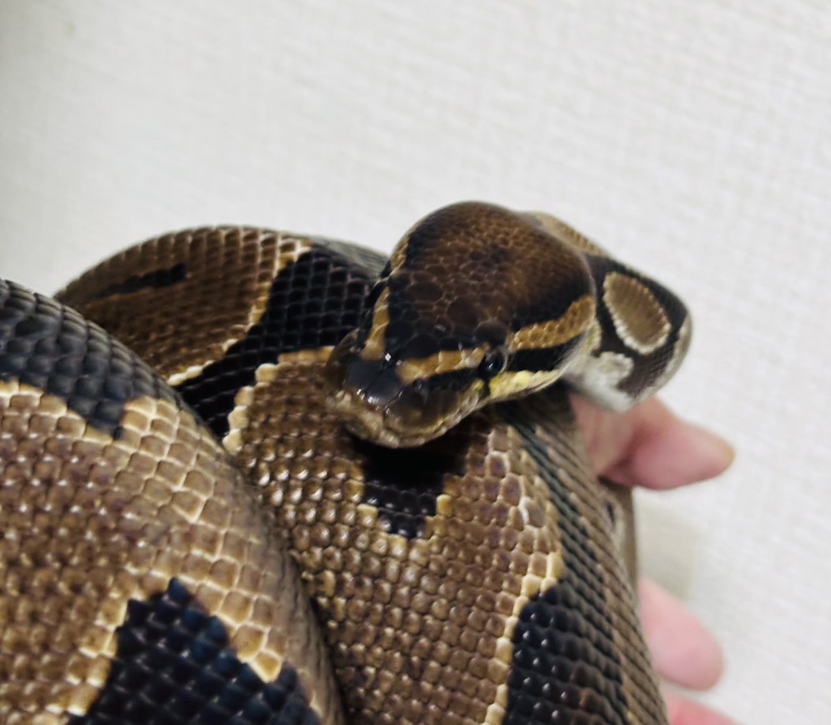 choco_python's tweet image. æ©æã«ðžã¡ããã
ð©ãããã®ã§æ©éãæž
æð§¹ç¬
ãæ©å«ãã§ã³ã§ãããð
ð
ãšã·ãšã·ããã®æéŠã«å·»ããŠæ®åœ±ð·
ãã£ã¡ãéããŠç²ãããð