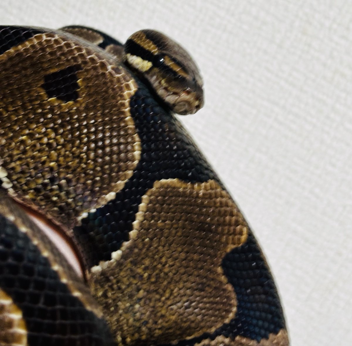 choco_python's tweet image. æ©æã«ðžã¡ããã
ð©ãããã®ã§æ©éãæž
æð§¹ç¬
ãæ©å«ãã§ã³ã§ãããð
ð
ãšã·ãšã·ããã®æéŠã«å·»ããŠæ®åœ±ð·
ãã£ã¡ãéããŠç²ãããð