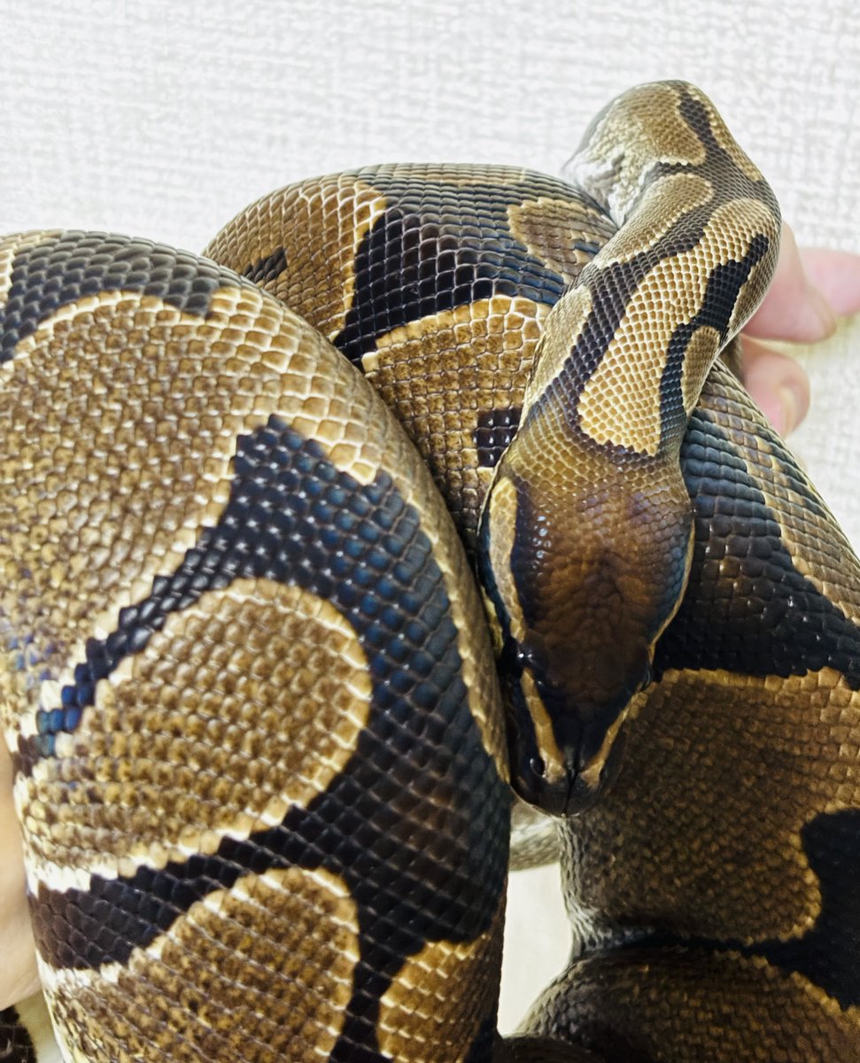 choco_python's tweet image. æ©æã«ðžã¡ããã
ð©ãããã®ã§æ©éãæž
æð§¹ç¬
ãæ©å«ãã§ã³ã§ãããð
ð
ãšã·ãšã·ããã®æéŠã«å·»ããŠæ®åœ±ð·
ãã£ã¡ãéããŠç²ãããð