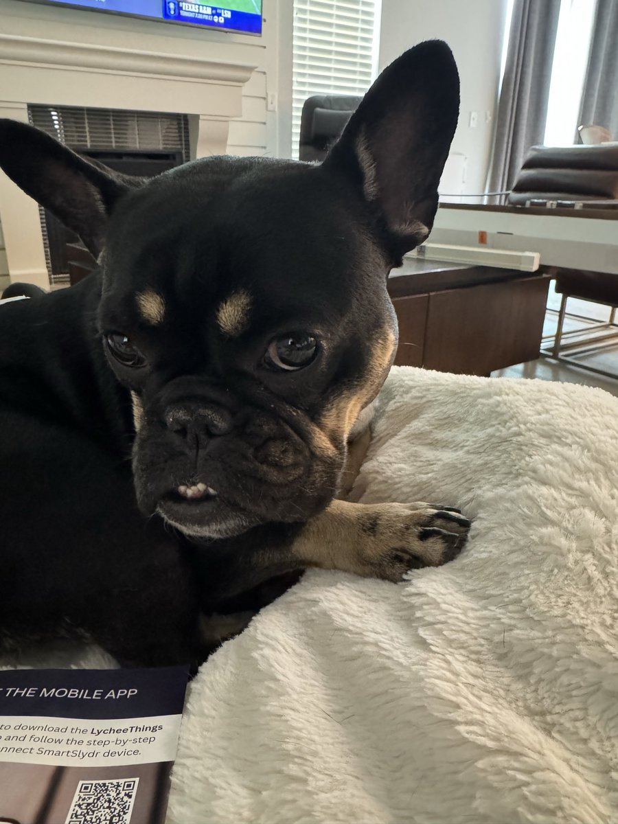 Little Annie Frannie can’t believe she has to wait another week until the Georgia Bulldogs thump the Florida Gators.