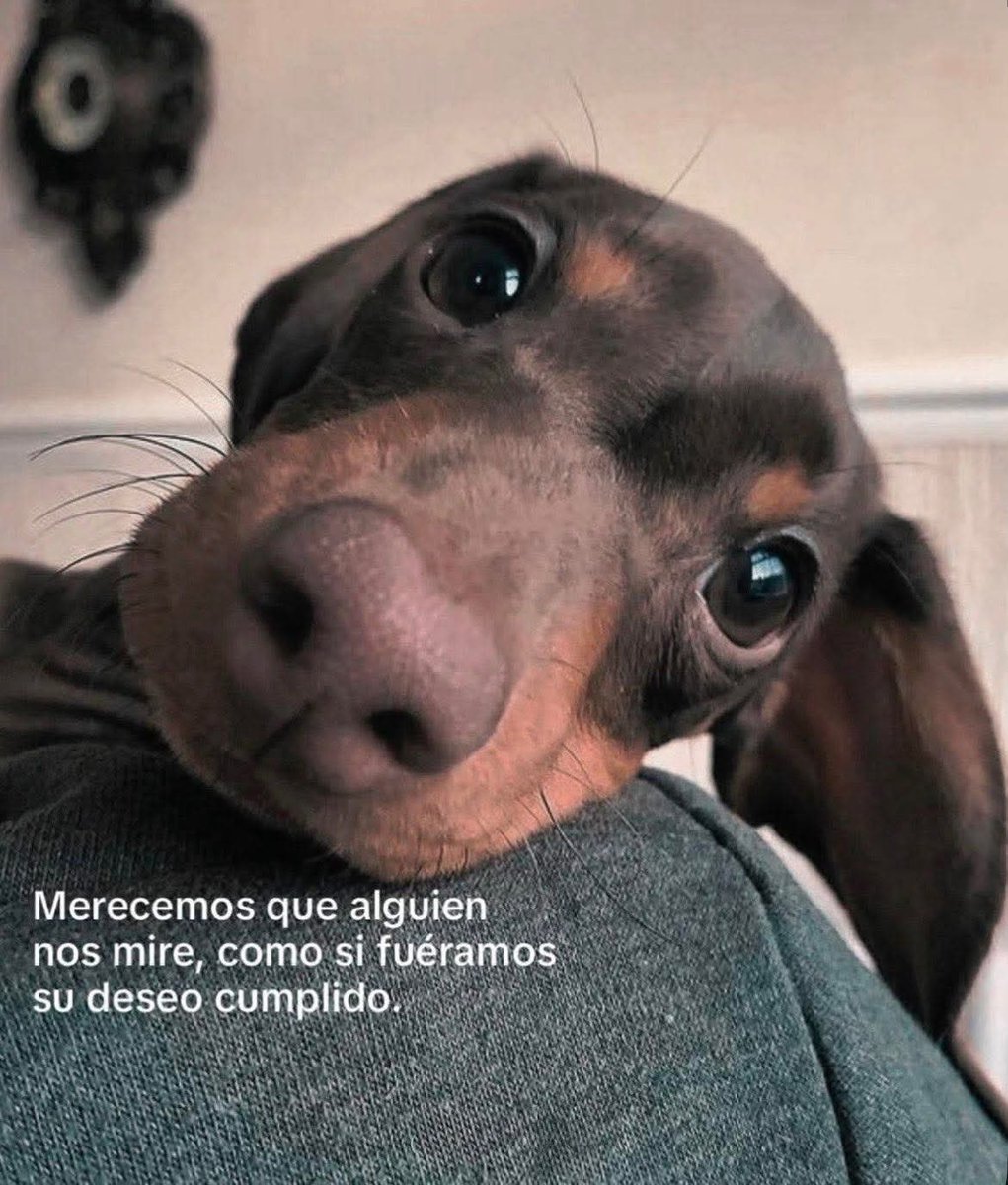 DiloConPerritos's tweet image. 