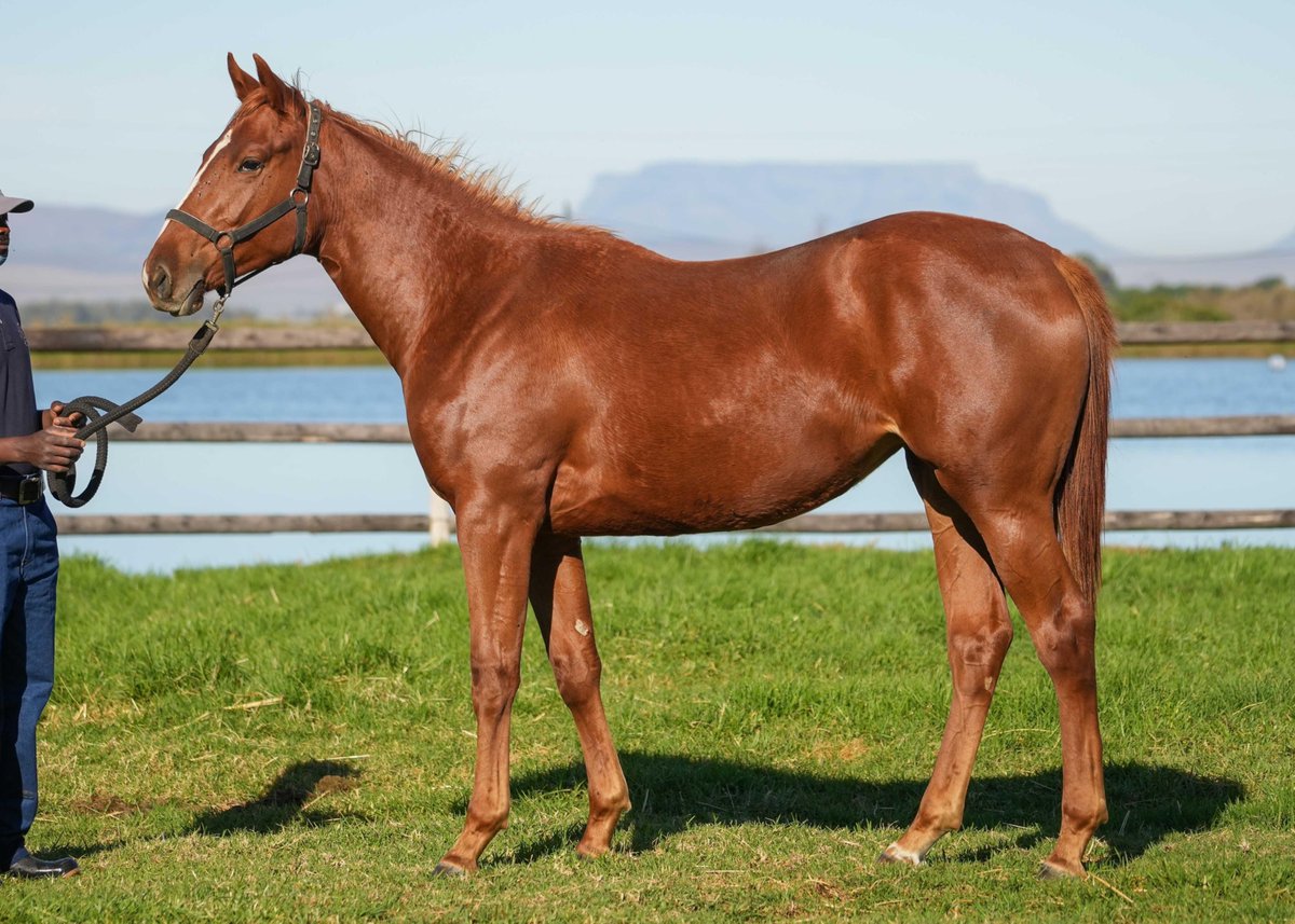 LOT 149 – PRETTY POSH - Chestnut Filly
One World x Pretty Penny (What a Winter)
SOLD R300,000
Woodhill Racing (As Agent)

#TYS2025