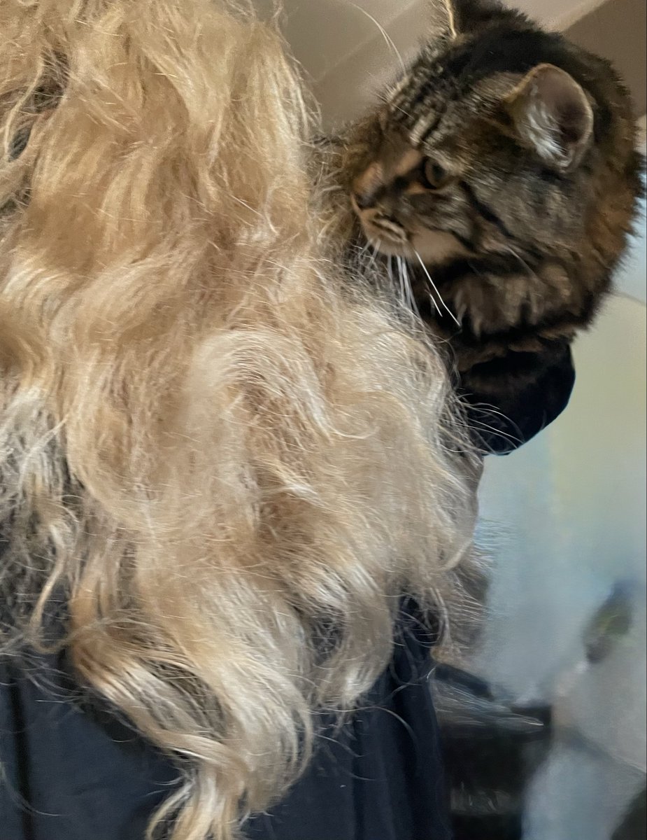 LynzP01's tweet photo. #caturday. The youngest #mainecoon #kitten identifies as a parrot 😂🤣 he loves on my shoulder as I walk around. #mainecoonkitten #cat #gato #marbled #bengal #loki #lokithemainecoon https://t.co/mxvdVOkwBd