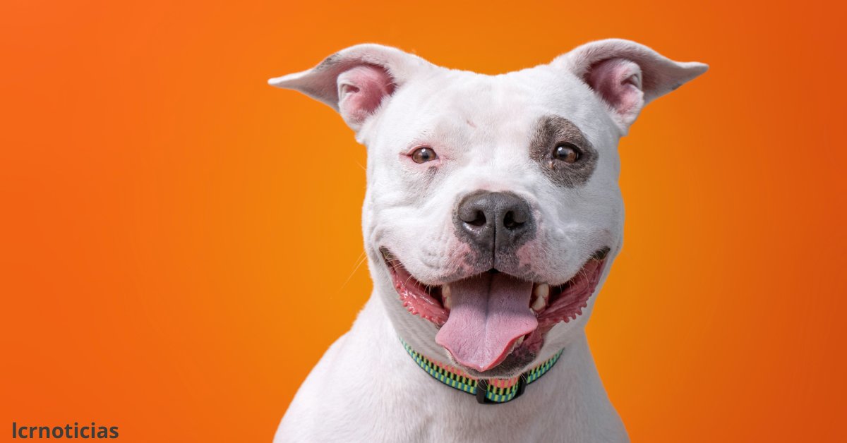 Esto te interesa Día Nacional del Pitbull en México: amor, respeto y responsabilidad; 
El Pitbull es una raza noble y leal. ¡Celebremos su día nacional en México! 
lcrnoticias.com/?p=87693
lcrnoticias.com/?p=87693&fsp_s…