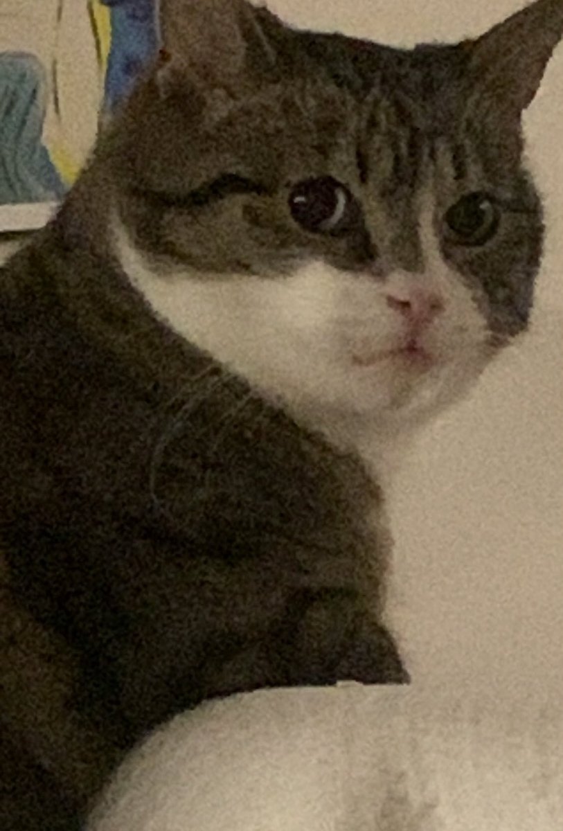 skibidi chiikawa tweet media