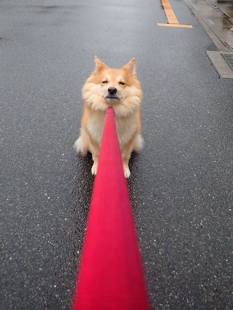 monaka_no_onaka's tweet image. 