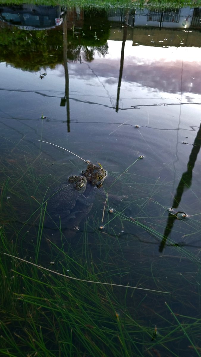 llueve un poco 

la gente: lrpm otra vez se inundó todo

los sapos: todos al charco q hoy se coje gente