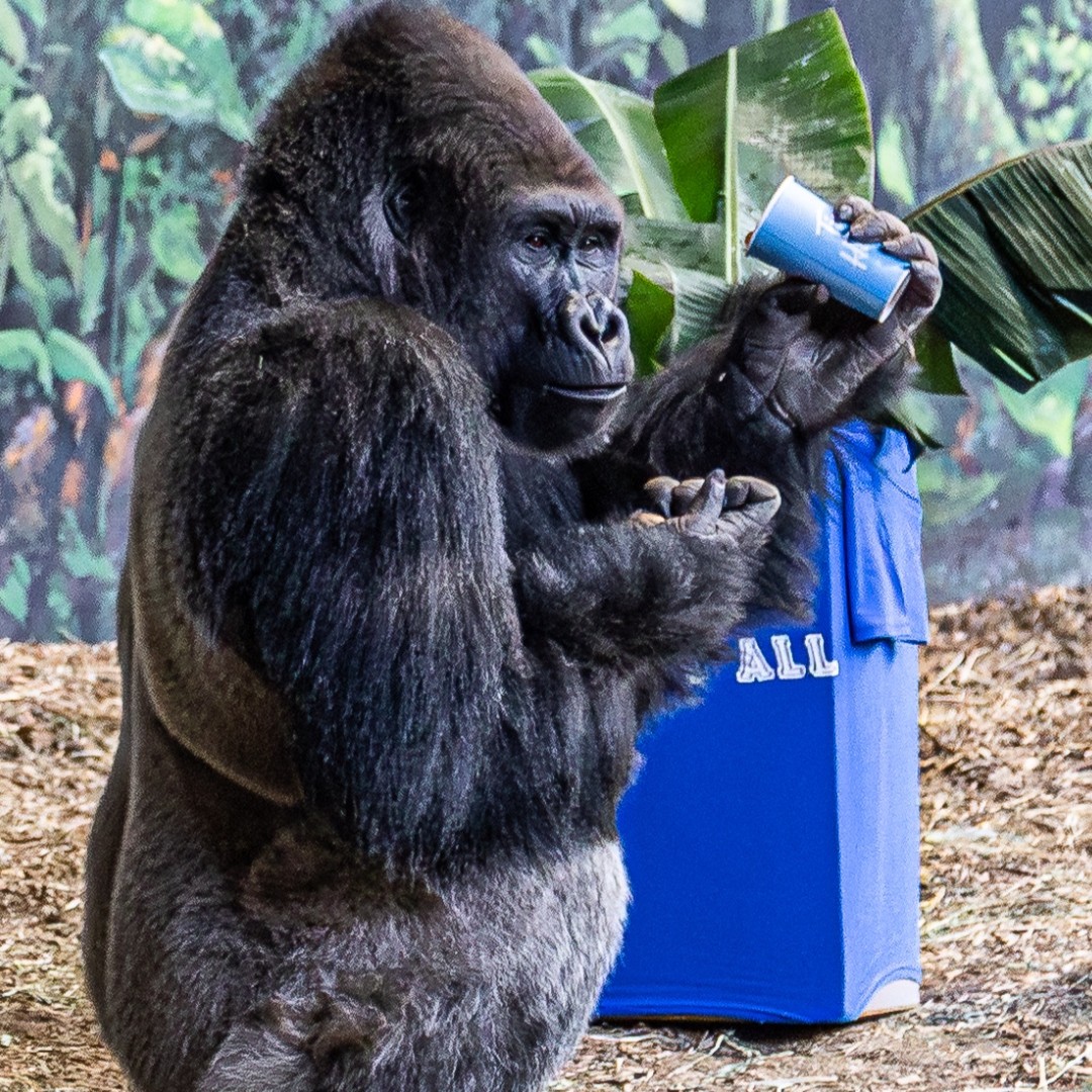 TheTorontoZoo's tweet photo. Strong. Steady. Ready 💙🦍
The @BlueJays are back for Game 2, bringing the same power & focus as the Western lowland gorillas. Let’s keep the wild momentum going!
Use code BlueJays2025 for 10% off Zoo admission at https://t.co/TcXmA6Cu4Y (til Nov 7). #LightUpLetsGo #WANTITALL https://t.co/eVrtHyhMNs