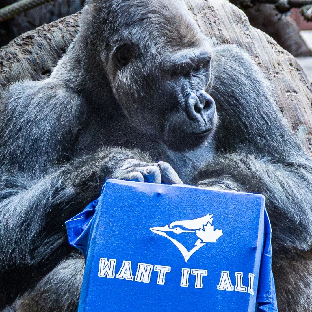 TheTorontoZoo's tweet photo. Strong. Steady. Ready 💙🦍
The @BlueJays are back for Game 2, bringing the same power & focus as the Western lowland gorillas. Let’s keep the wild momentum going!
Use code BlueJays2025 for 10% off Zoo admission at https://t.co/TcXmA6Cu4Y (til Nov 7). #LightUpLetsGo #WANTITALL https://t.co/eVrtHyhMNs