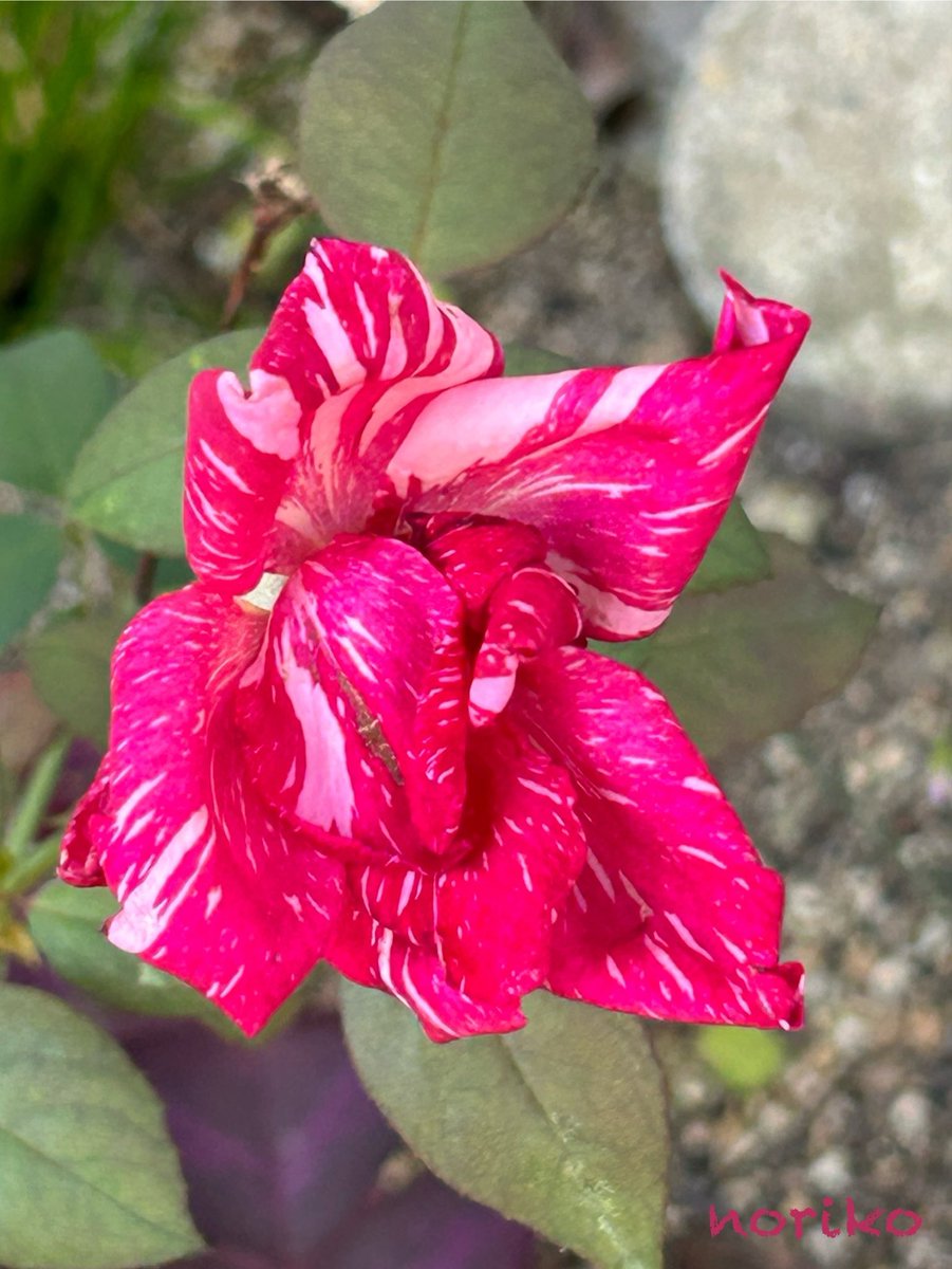 美品Innocent Grey FLOWERSタペストリー八代譲葉,小見門ネリネ 美品