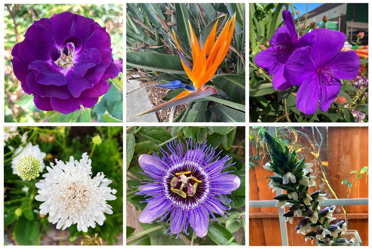 #SixOnSaturday! Climbing rose, bird of paradise, tibouchina, scabiosa, passion #flower, bears' breeches.
All photos taken on neighborhood walks. I am lucky to live where I do.
#landscaping #containergarden #plants #gardening