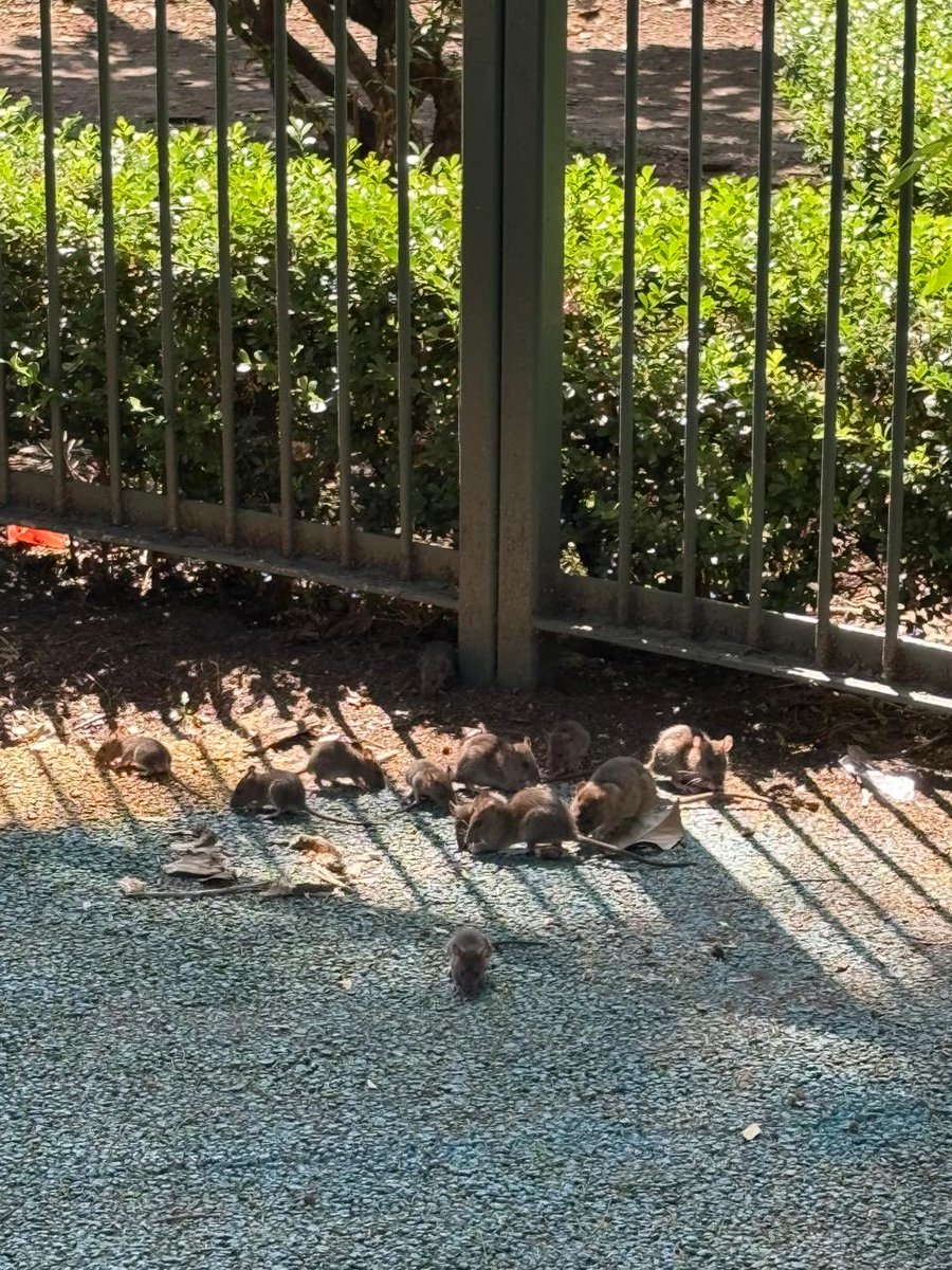 ⁦<a href="/BJAlcaldia/">Alcaldía de Benito Juárez</a>⁩ urge control de plaga en parque arboledas