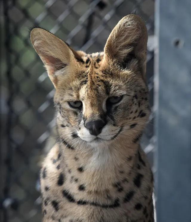 Serval Every Hour! (@servaleveryhr) on Twitter photo 