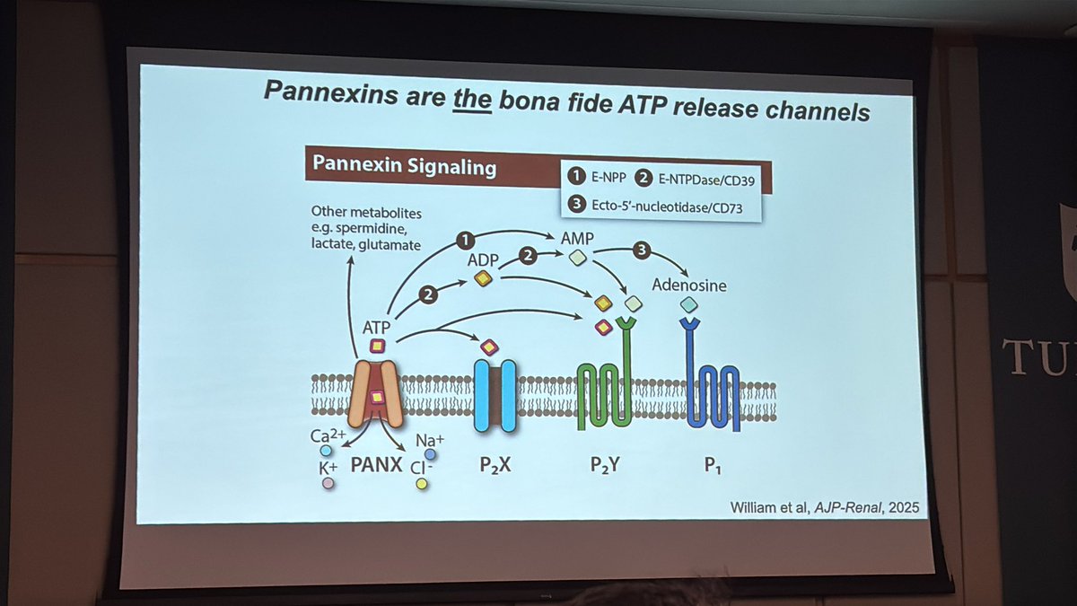 LaenaPernomian's tweet image. Great conference about Sex differences and Women’s Health!  #APSSexDiff2025 @APSPhysiology