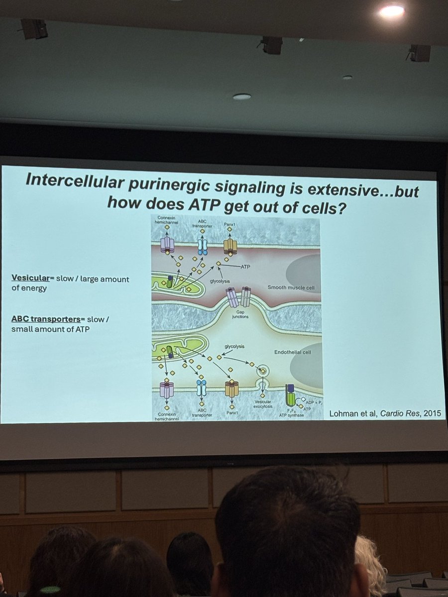 LaenaPernomian's tweet image. Great conference about Sex differences and Women’s Health!  #APSSexDiff2025 @APSPhysiology