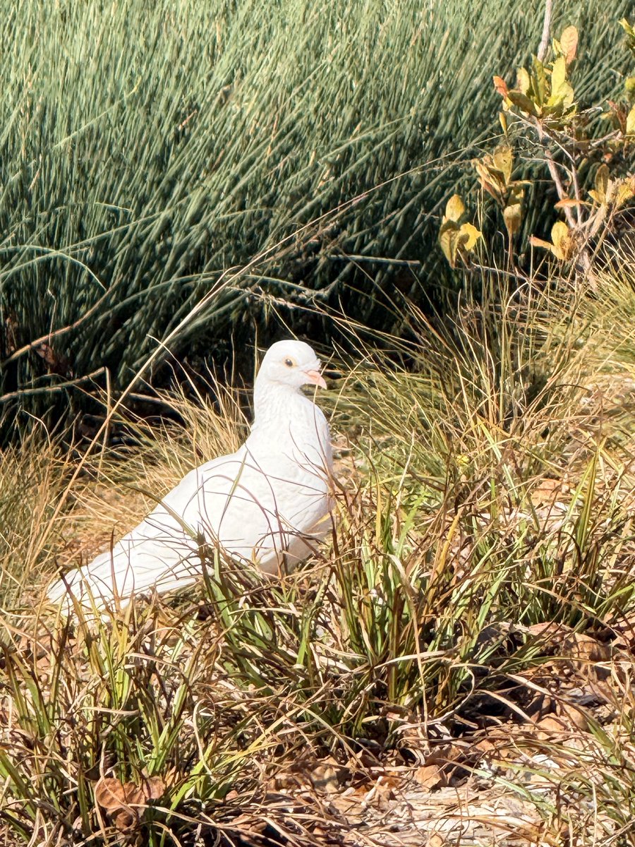 AlisonWSB's tweet image. Georgia Tech remains undefeated and I saw my first dove or white pigeon out on my walk this morning .
Good omen or coincidence ??🕊️😆
#stingem  #gojackets #cfb #atlanta