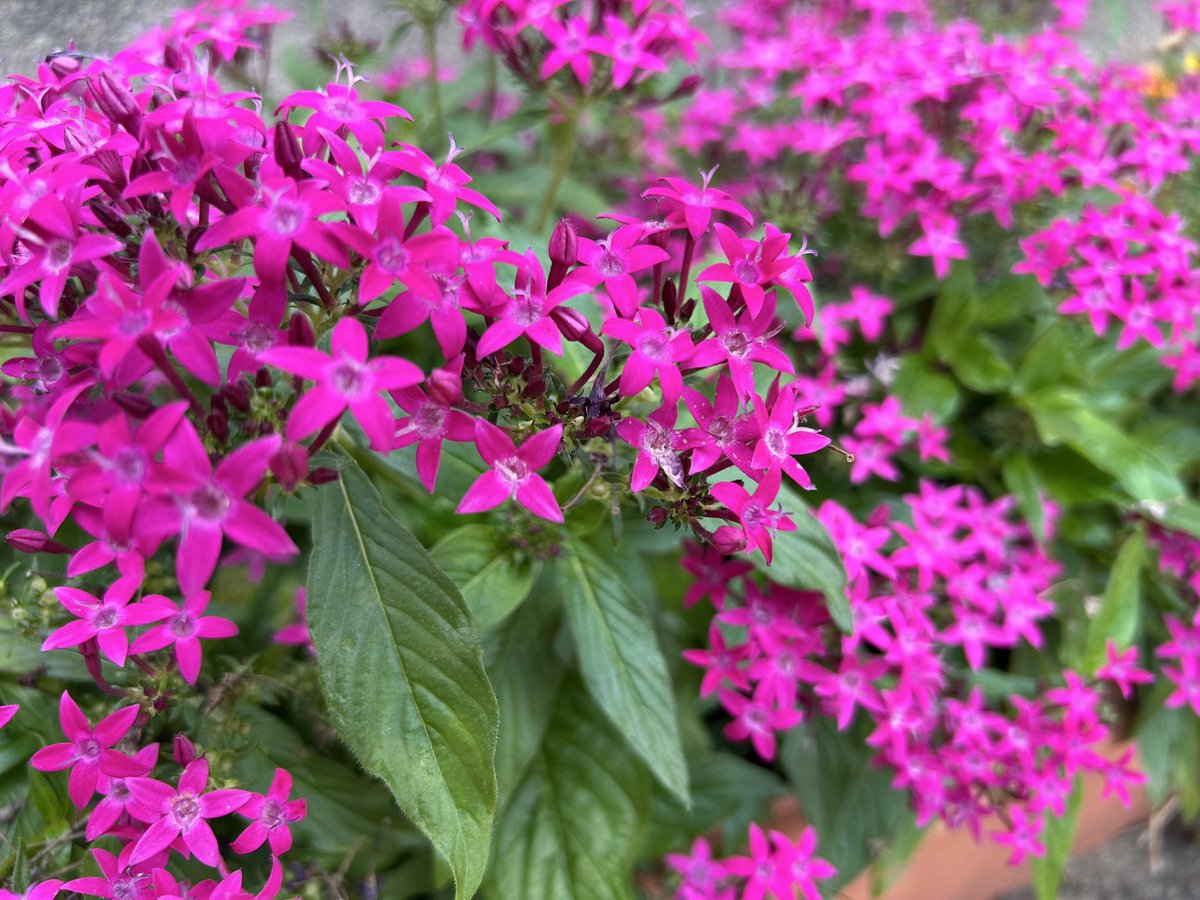 感謝を込めて。センペルビウム15(*´ω`*)Ｓ 楽天市場】紅葉センペルビウム アッシェーズオブローゼス 3号