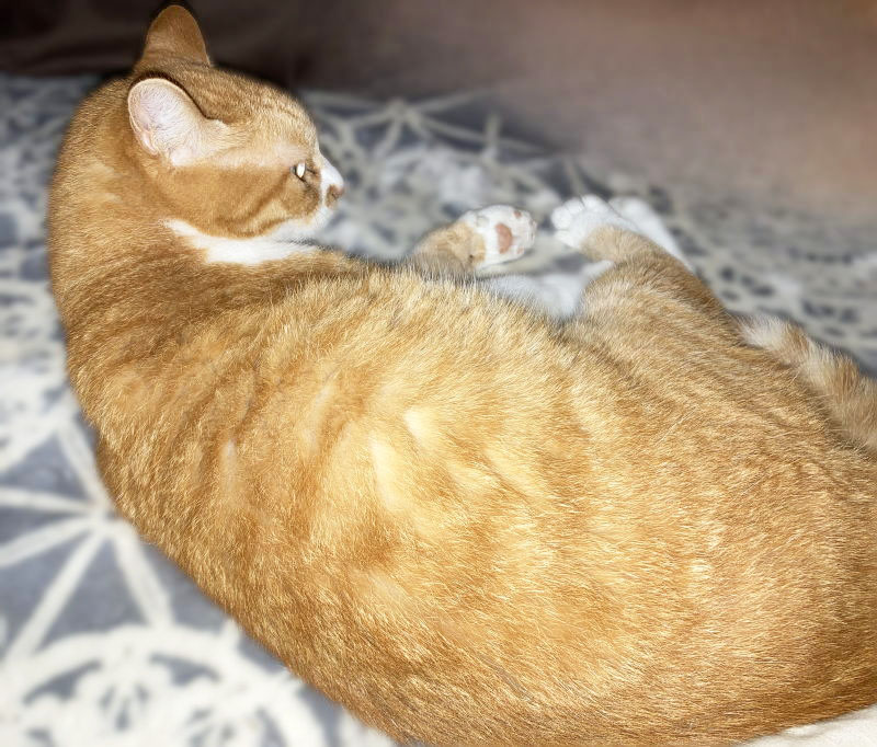 るちゃ猫 ハッピーにゃんにゃん on X