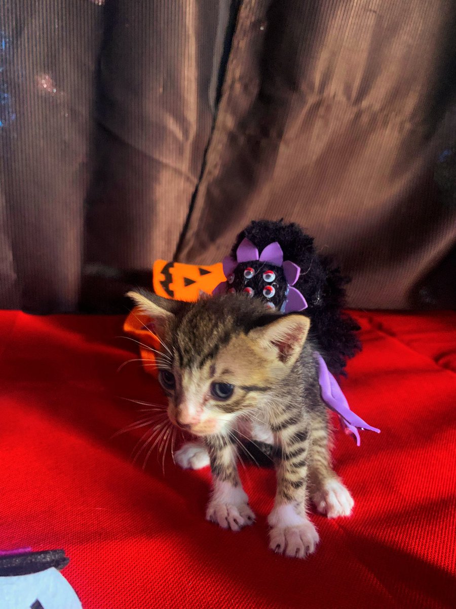 DJ (@danielsam3031) on Twitter photo I made two costumes for the little ones in the house🐱
Taking the photo was a challenge,
but the result was worth it.
I hope the #CHOGOWEEN vibe brings us luck🎃🕷️
<a href="/ChogNFT/">Chog (mainnet arc)</a> <a href="/chog_xyz/">Chog (mainnet arc)</a> I made two costumes for the little ones in the house🐱
Taking the photo was a challenge,
but the result was worth it.
I hope the #CHOGOWEEN vibe brings us luck🎃🕷️
<a href="/ChogNFT/">Chog (mainnet arc)</a> <a href="/chog_xyz/">Chog (mainnet arc)</a>