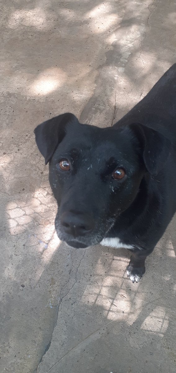 Me llamo KURO💙gente linda, espero en #adopcion en <a href="/_ACPLA/">ACPLA - Asociacion Civil Por Los Animales</a> Refugio Palomar BsAs pero me llevan a domicilio hasta CABA 👪🏡 Sueño con una familia, soy un petiso buenazo😇 LLAMA🙏al📲 +5491140276717 para que te cuenten más de mi 
RTXFA 
facebook.com/photo?fbid=102…