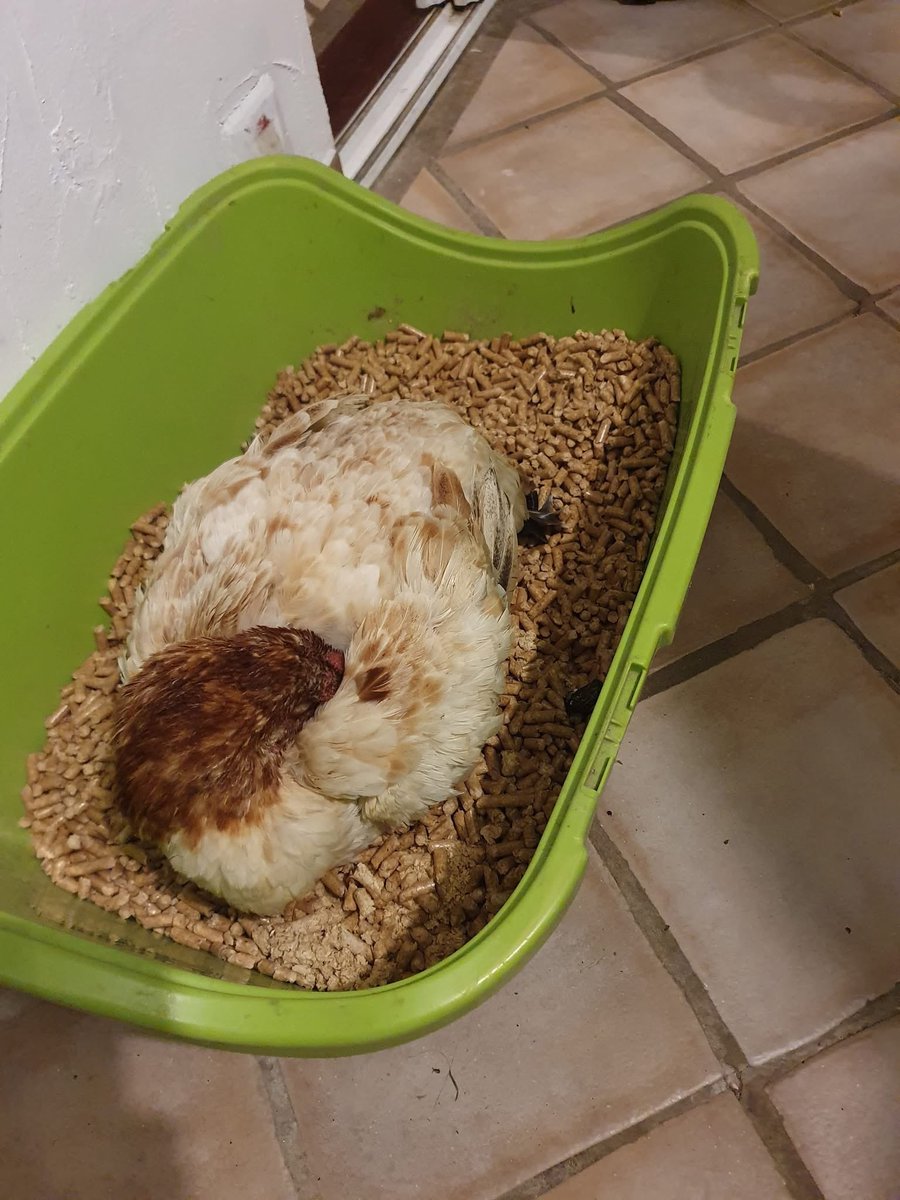 gombertins's tweet photo. Petite misère exfiltrée... en quarantaine…
#Lesgombertins 
#Protectionanimale
#Associationanimale 
#Refugeanimalier https://t.co/6AXniwJ04K