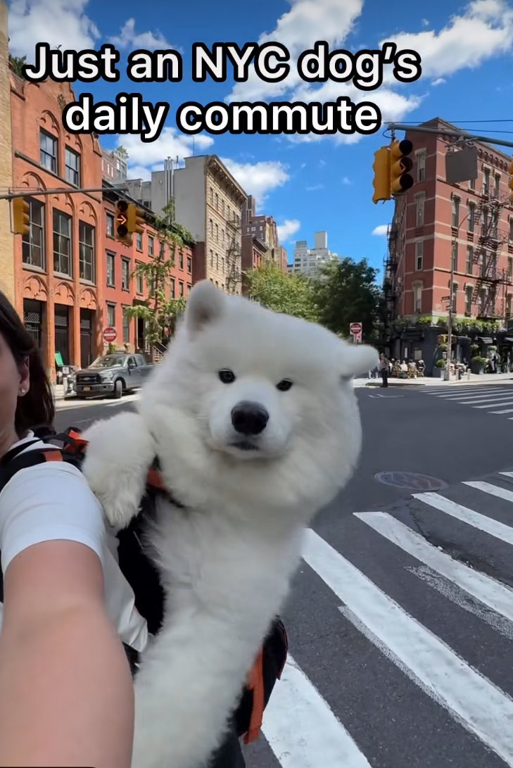 Hi cute $lumi !

6WtPiCR9sPdz4jbpE2KzjQtAtPG82xywEUnuibhapump