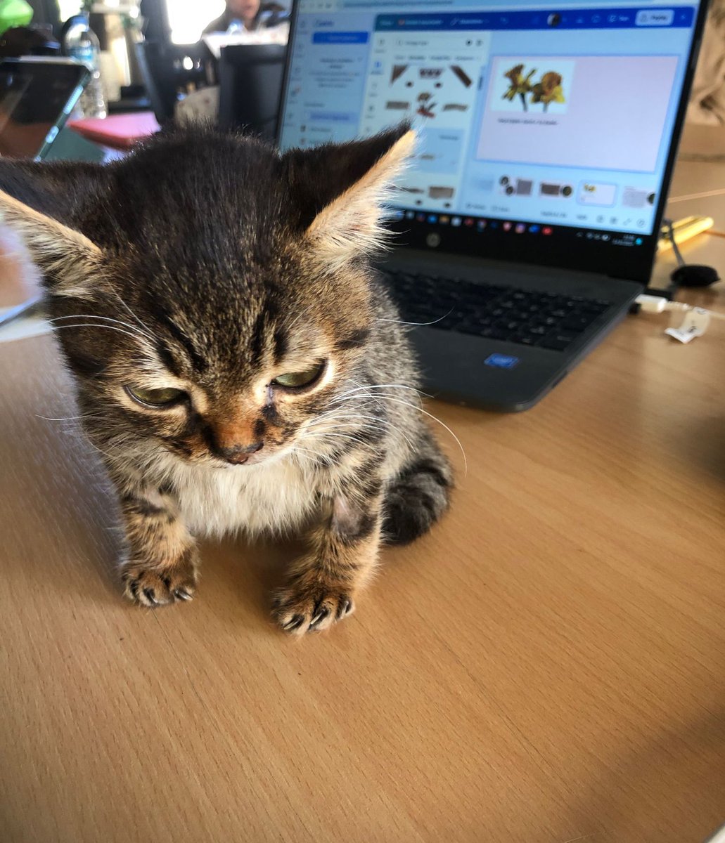 cucekedykofte's tweet image. Bizim paramız cüce kediye yetti