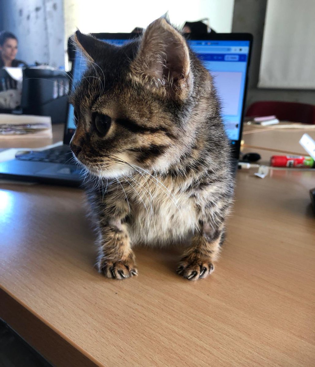 cucekedykofte's tweet image. Bizim paramız cüce kediye yetti