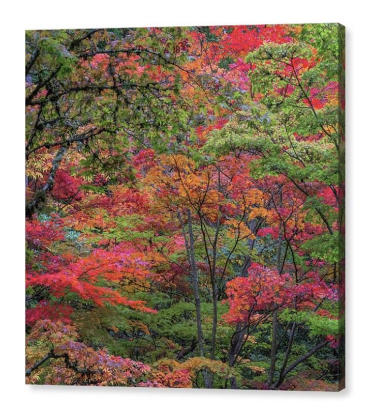 EmeritaWheeling's tweet photo. “Vibrant Autumn Foliage”
Seattle Japanese Garden
2025 Oct 23 https://t.co/0Lrr9GMrSf