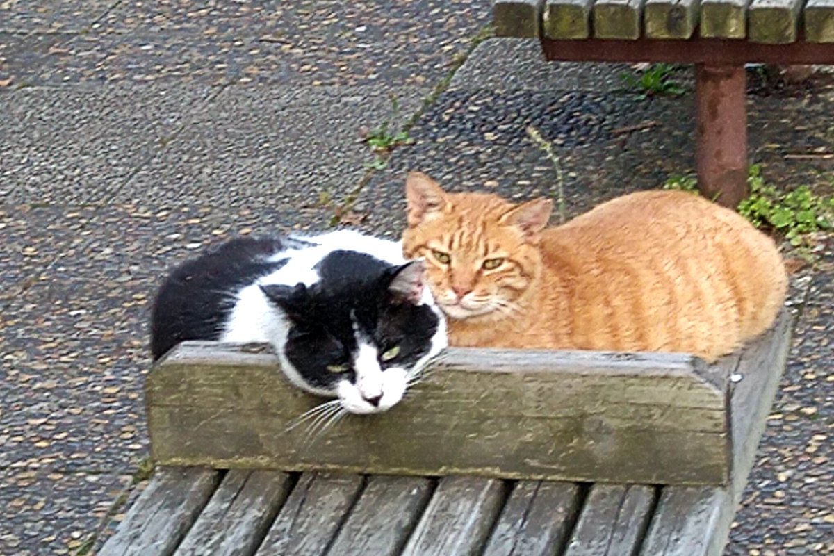 おはようございます
寒い😭
皆様寒いので暖かくして過ごしてください。

#ふぉろば100 
#相互フォロー募集