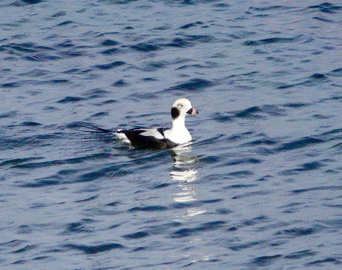 Jacquie Bridges tweet media