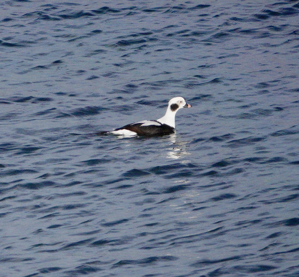 Jacquie Bridges tweet media