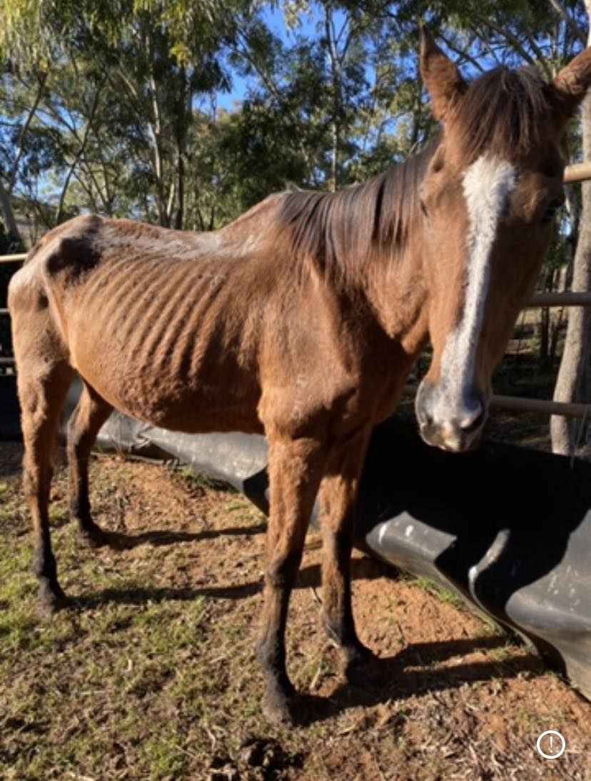 EponaInitiative's tweet image. Wearing the Coolmore brand, daughter of a European champion- she once sold for AUD $625k.
Sold several times, lastly found starving &amp;amp; forgotten.
Her name was Fetes Alfresco. 
To me, she is Blossom🌸
Traceability for life isn’t optional- it’s accountability.
#ThoroughbredAftercare