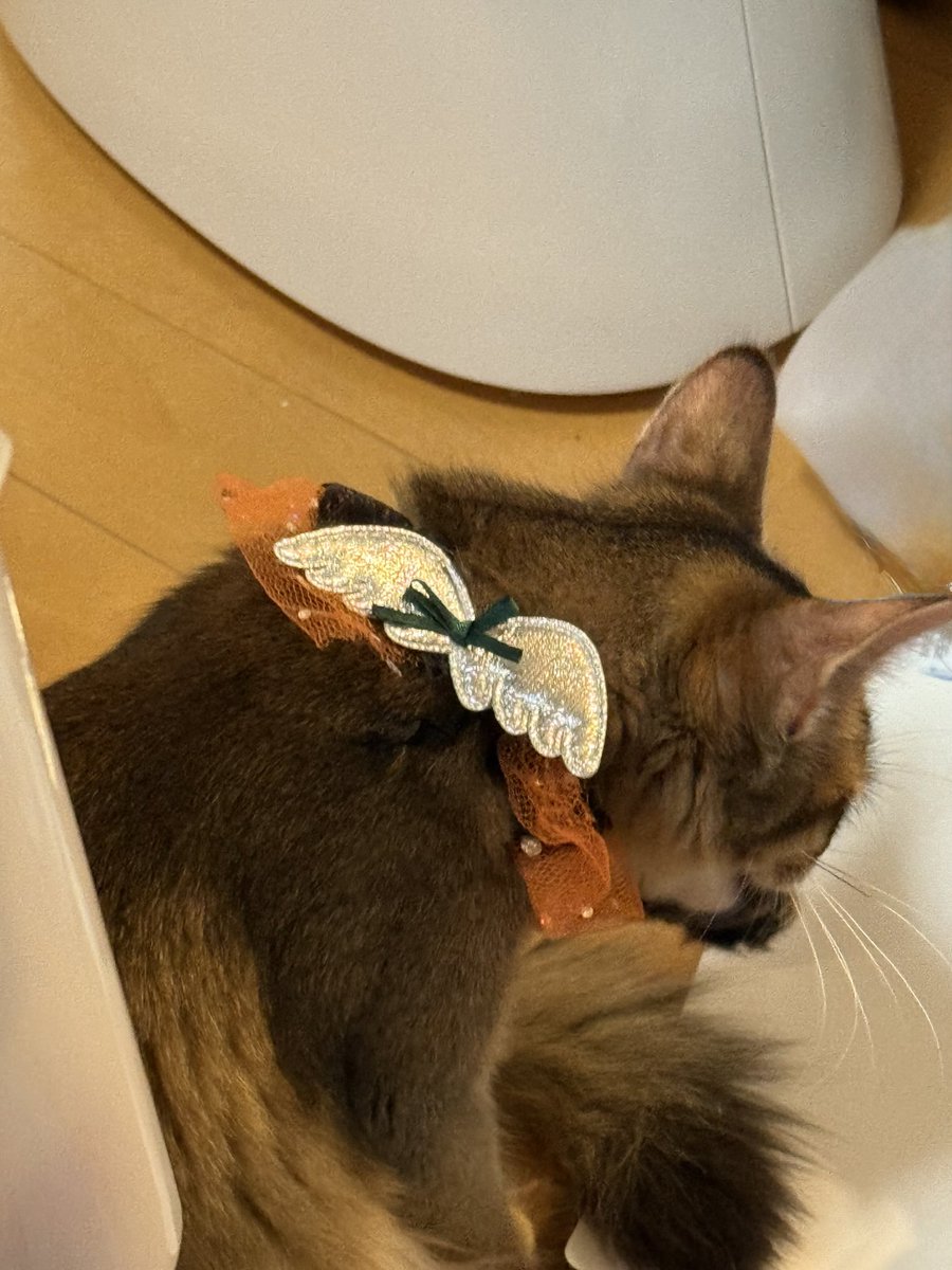 ミロアポからおはようございます☂️
首の後には羽🐱🐱　

気圧の変化厳しいですね😥

ステキな日曜日お過ごし下さい✨

#ソマリブラックシルバー
#ソマリルディ
#野球楽しみ⚾️