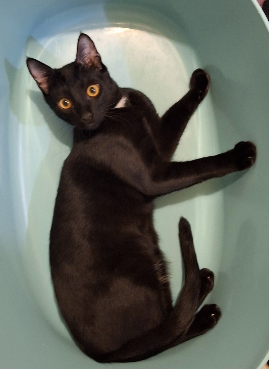 Osmangazi barınağına bırakılacaktı 480 gramken / 
Mayıstan beri evin kara oğlu