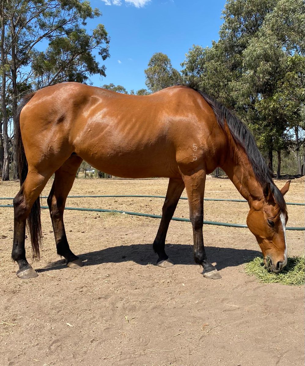 EponaInitiative's tweet image. Wearing the Coolmore brand, daughter of a European champion- she once sold for AUD $625k.
Sold several times, lastly found starving &amp;amp; forgotten.
Her name was Fetes Alfresco. 
To me, she is Blossom🌸
Traceability for life isn’t optional- it’s accountability.
#ThoroughbredAftercare