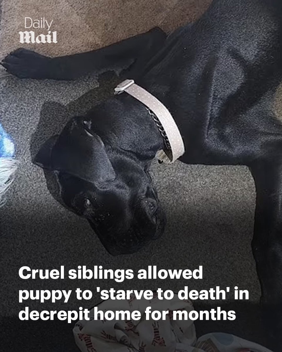domdyer70's tweet image. A hard-hearted brother and sister who allowed a neglected puppy to &apos;slowly starve to death&apos; have triggered outrage after they avoided jail.

Police broke into the home of Sasha Jackson, 23, and Aiden Sherwood, 22, after receiving a tip-off from a concerned member of the public.…