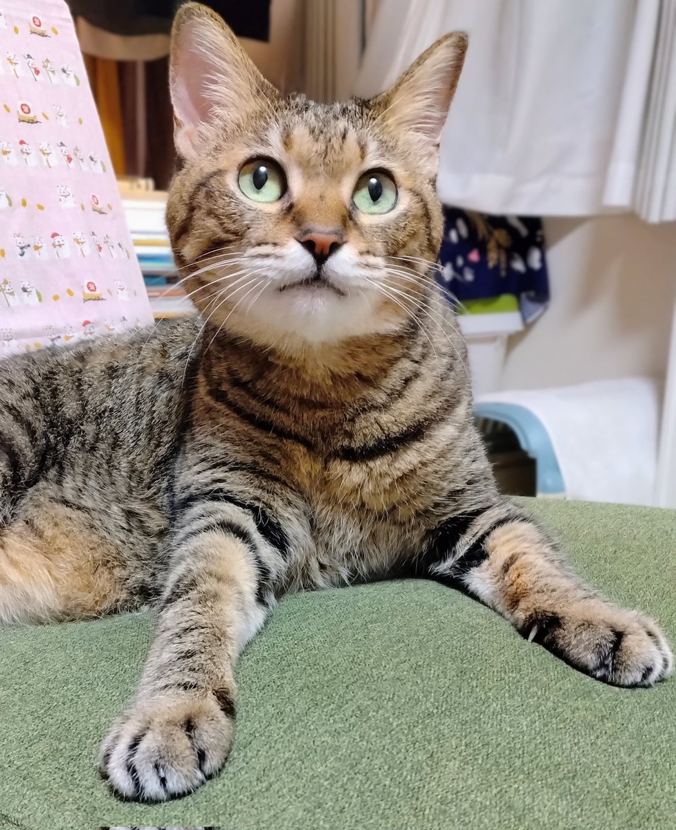 たらかの╰ᘏᗢꕤ୭* on X