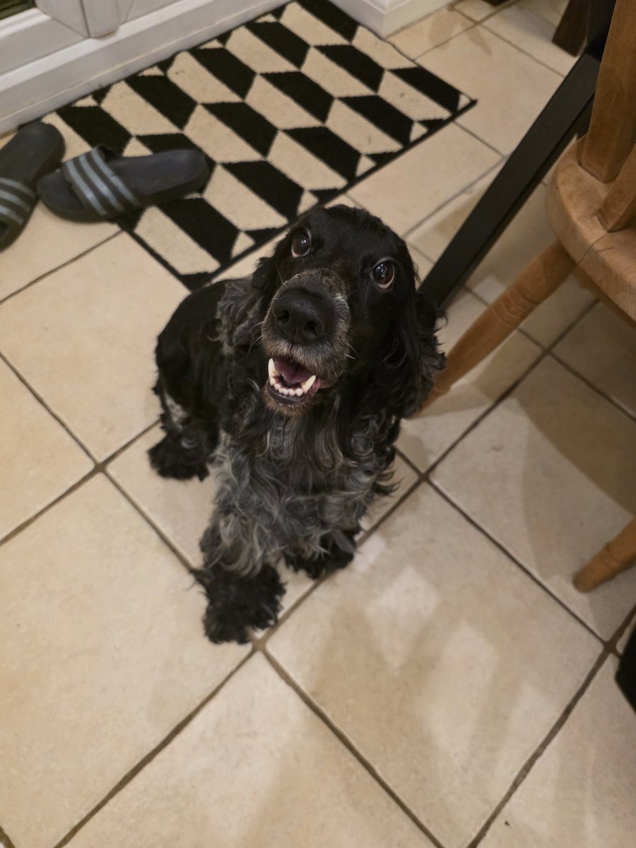 KatieMagnet's tweet image. During , after. Fuck you vibes are strong tonight #spaniel