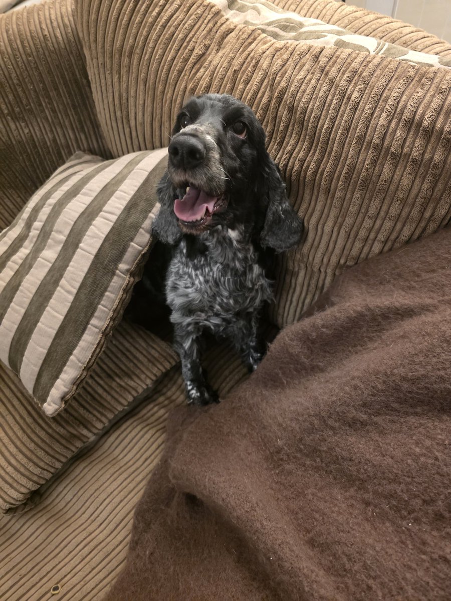KatieMagnet's tweet image. During , after. Fuck you vibes are strong tonight #spaniel