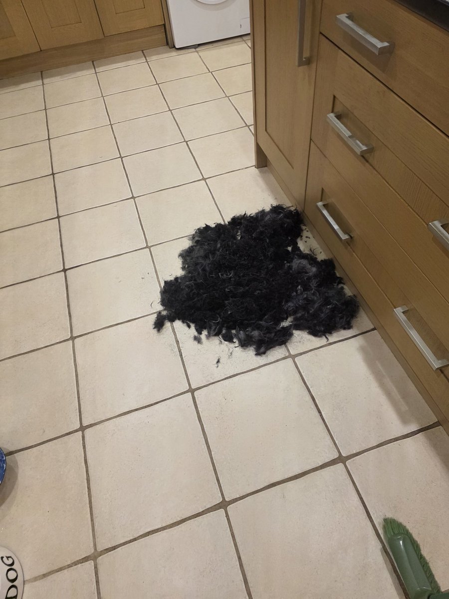 KatieMagnet's tweet image. During , after. Fuck you vibes are strong tonight #spaniel