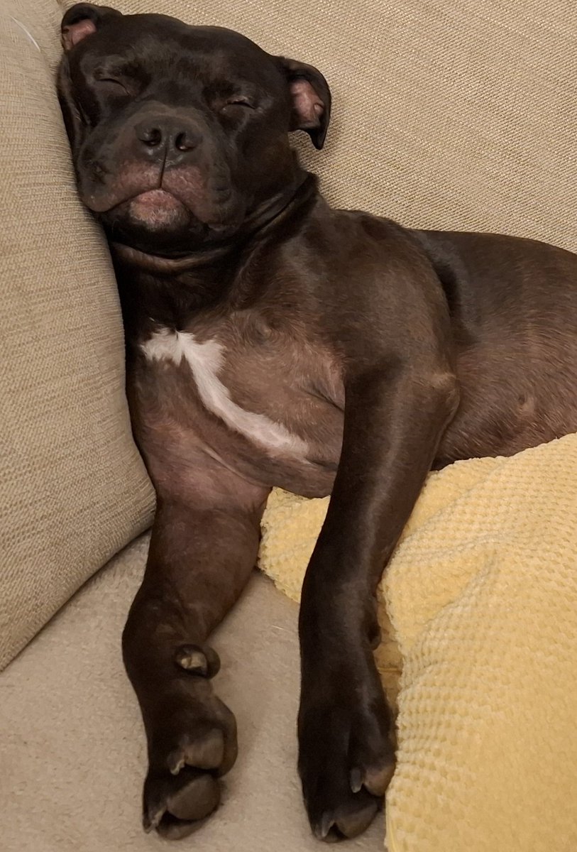 Richard_M_Owen's tweet image. #StaffieSaturday #staffie #pup
#Staffordshirebullterrier #dogsofX
@JulesAllenxx @IStaffies 
💤✌🏽🐃❤️🏴🕶