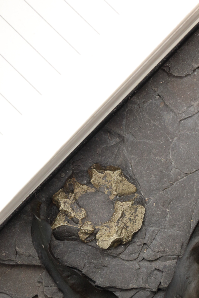A #fossil from #Whitby found in 2016. Looks vaguely like a vertebra but I'm likely wrong. Any thoughts <a href="/NHMFossilMammal/">NHM Fossil Mammals</a>. Lines on the paper are about 7mm apart so perhaps around 28mm in diameter.