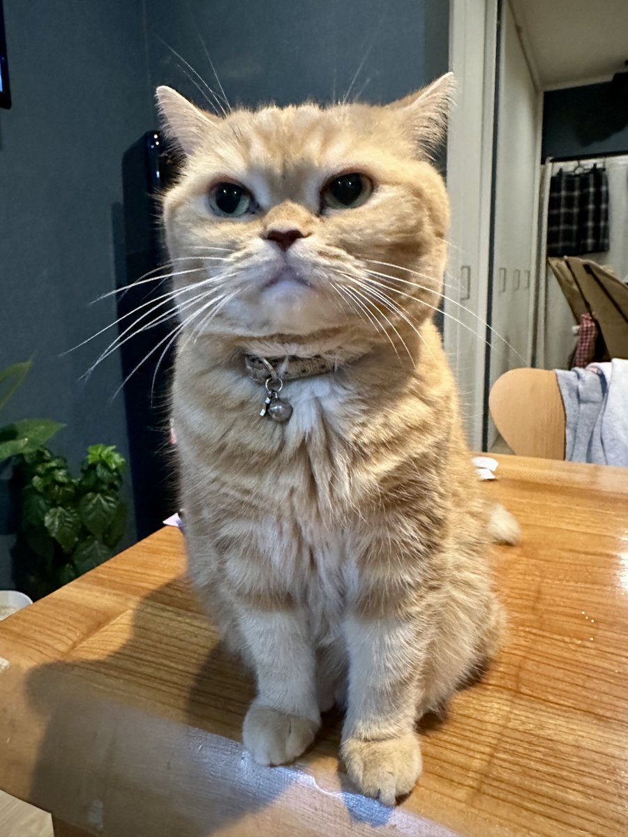 【Yoshidaページ】 Amazon.com: 91A5108400 Accelerator Pedal Control Position