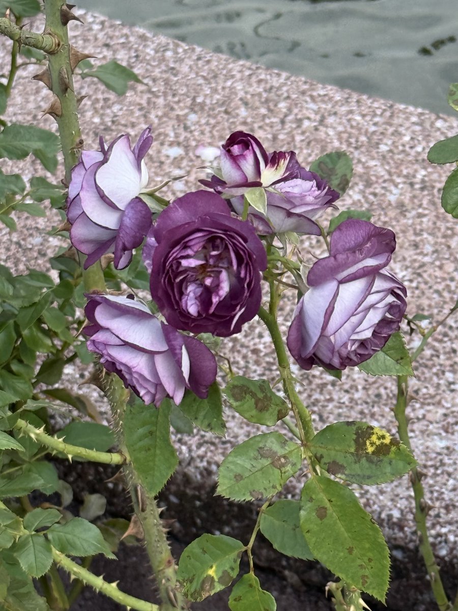 ディバラページ barabara on X