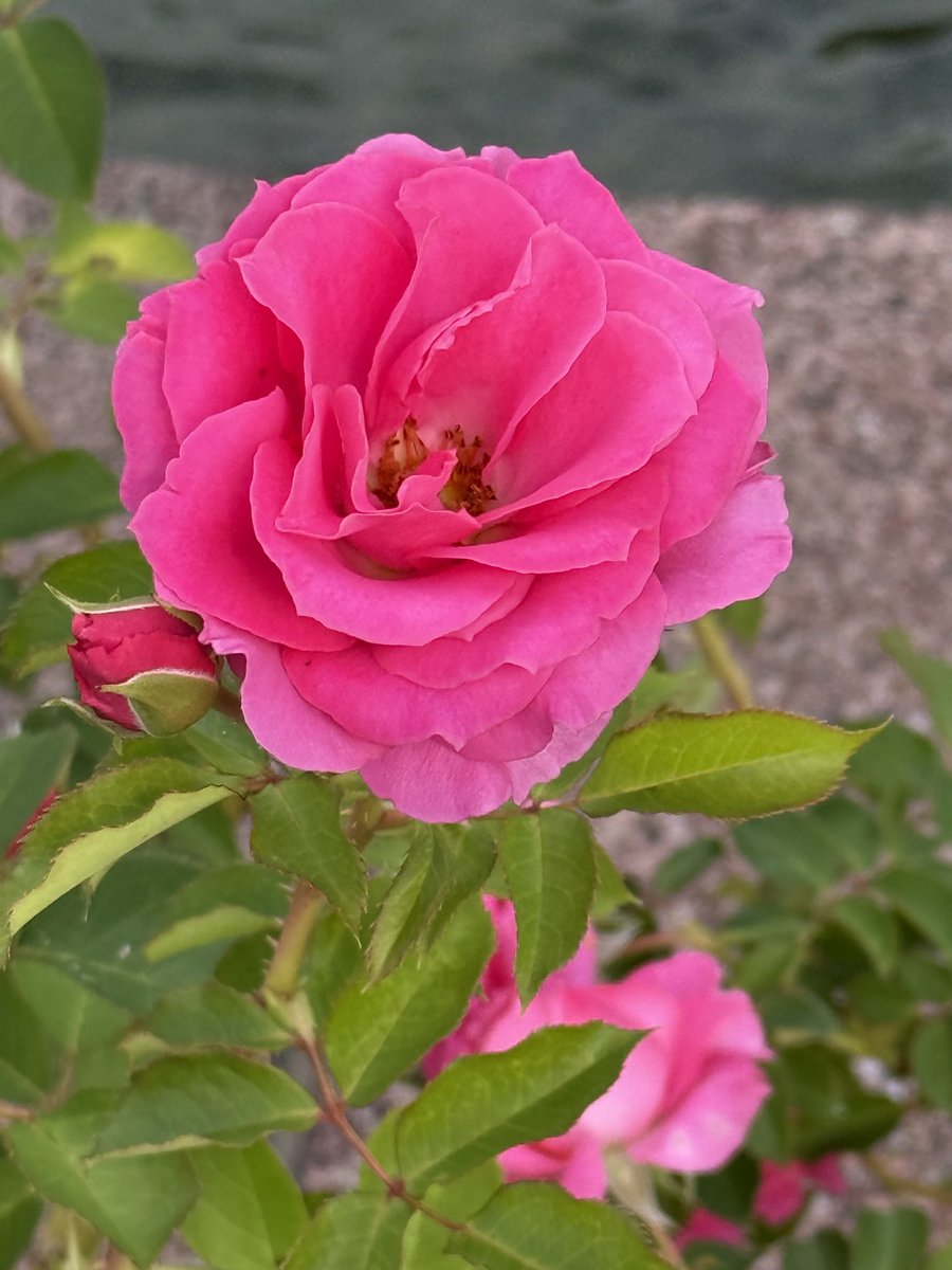 ディバラページ barabara on X